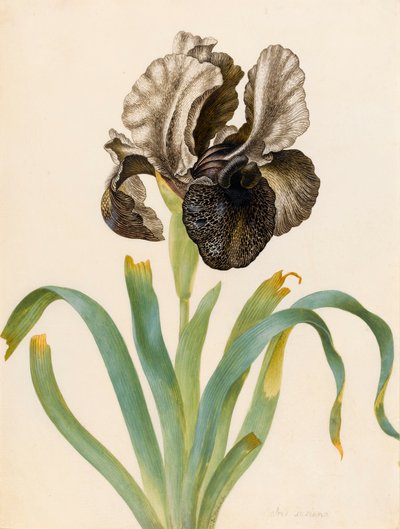Iris Susiana by Maria Sibylla Merian